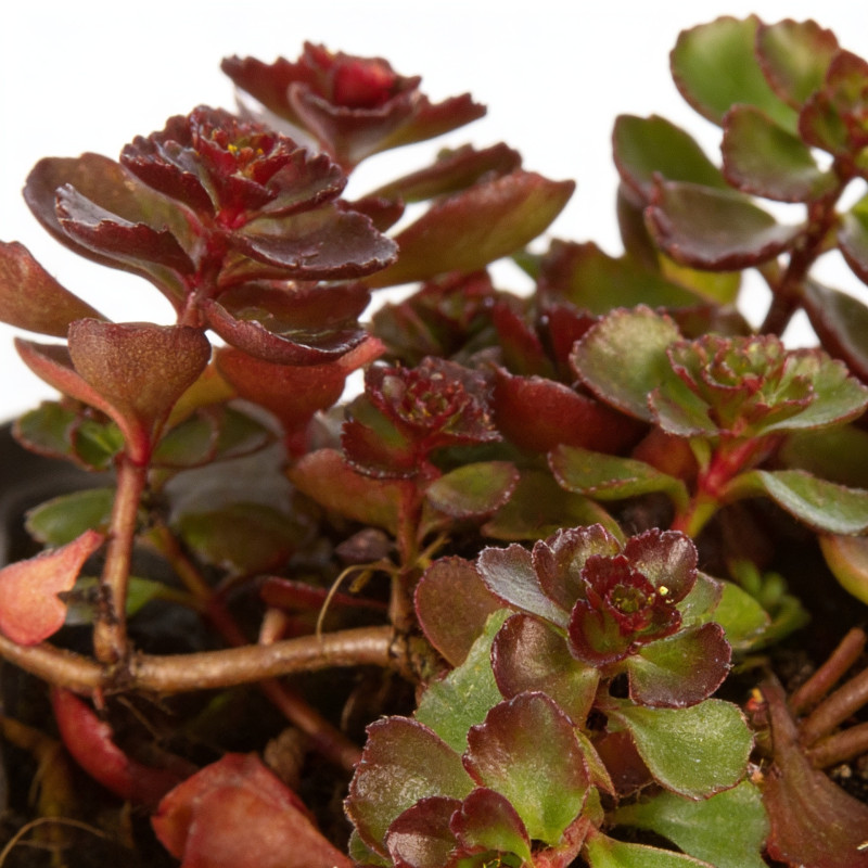 Orpin spurium Fuldaglut 20cm Godet 9cm - Sedum