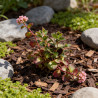 Orpin spurium Fuldaglut 20cm Godet 9cm - Sedum