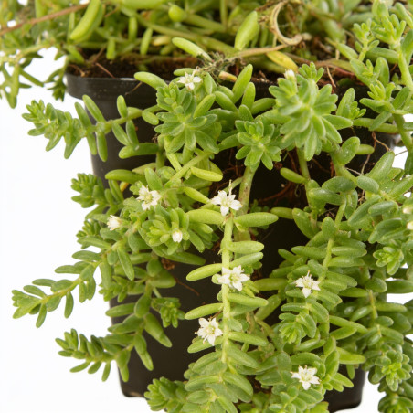 Orpin album Coral Carpet 20cm Godet 9cm - Sedum