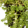 Orpin album Coral Carpet 20cm Godet 9cm - Sedum