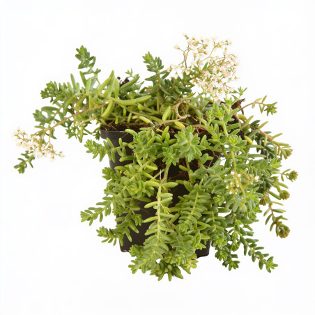 Orpin album Coral Carpet 20cm Godet 9cm - Sedum