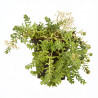 Orpin album Coral Carpet 20cm Godet 9cm - Sedum