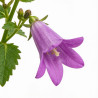 Campanule portenschlagiana 20cm Godet 9cm - Campanula