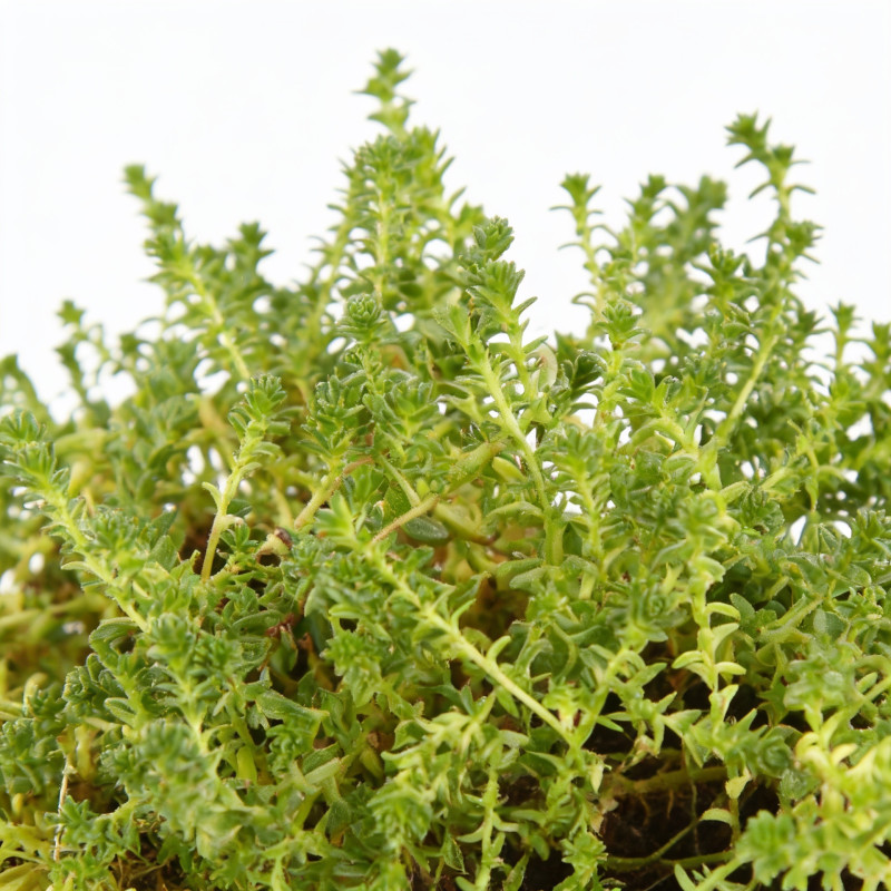 Orpin acre 20cm Godet 9cm - Sedum