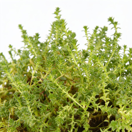 Orpin acre 20cm Godet 9cm - Sedum
