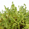 Orpin acre 20cm Godet 9cm - Sedum