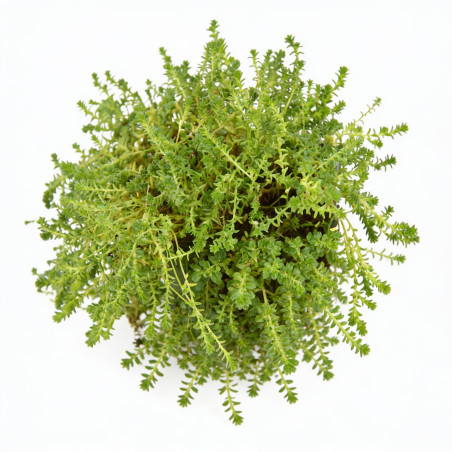 Orpin acre 20cm Godet 9cm - Sedum