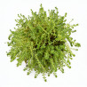 Orpin acre 20cm Godet 9cm - Sedum