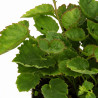 Campanule poscharskyana 20cm Godet 9cm - Campanula