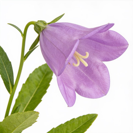 Campanule persicifolia Grandiflora Coerulea 20cm Godet 9cm - Campanula