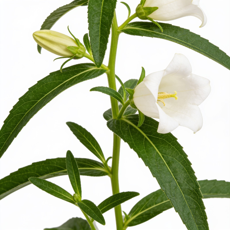 Campanule persicifolia Grandiflora Alba 20cm Godet 9cm - Campanula