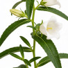 Campanule persicifolia Grandiflora Alba 20cm Godet 9cm - Campanula