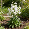 Campanule persicifolia Grandiflora Alba 20cm Godet 9cm - Campanula