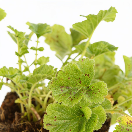 Benoîte Mai Tai 20cm Godet 9cm - Geum