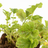 Benoîte Mai Tai 20cm Godet 9cm - Geum