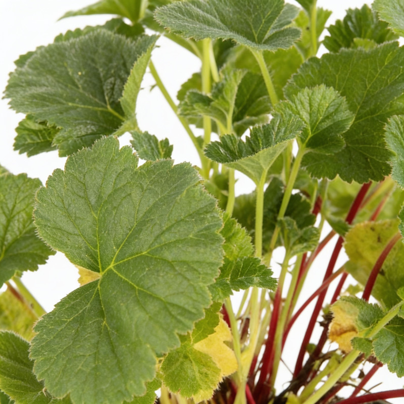 Benoîte coccineum Borisii 20cm Godet 9cm - Geum