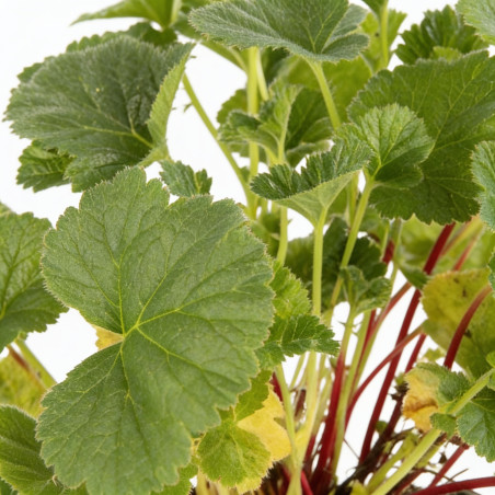 Benoîte coccineum Borisii 20cm Godet 9cm - Geum