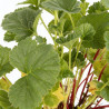 Benoîte coccineum Borisii 20cm Godet 9cm - Geum