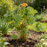 Benoîte coccineum Borisii 20cm Godet 9cm - Geum