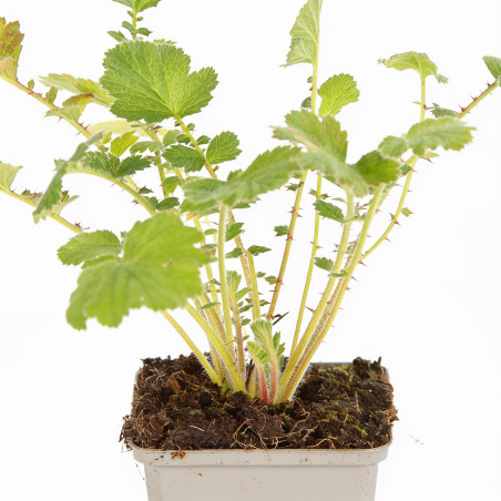 Benoîte chiloense Mrs Bradshaw 20cm Godet 9cm - Geum