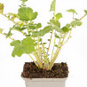 Benoîte chiloense Mrs Bradshaw 20cm Godet 9cm - Geum