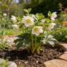 Benoîte chiloense Mrs Bradshaw 20cm Godet 9cm - Geum