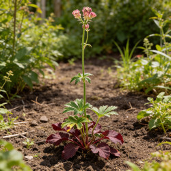 Astrance major Rubra 20cm Godet 9cm - Astrantia