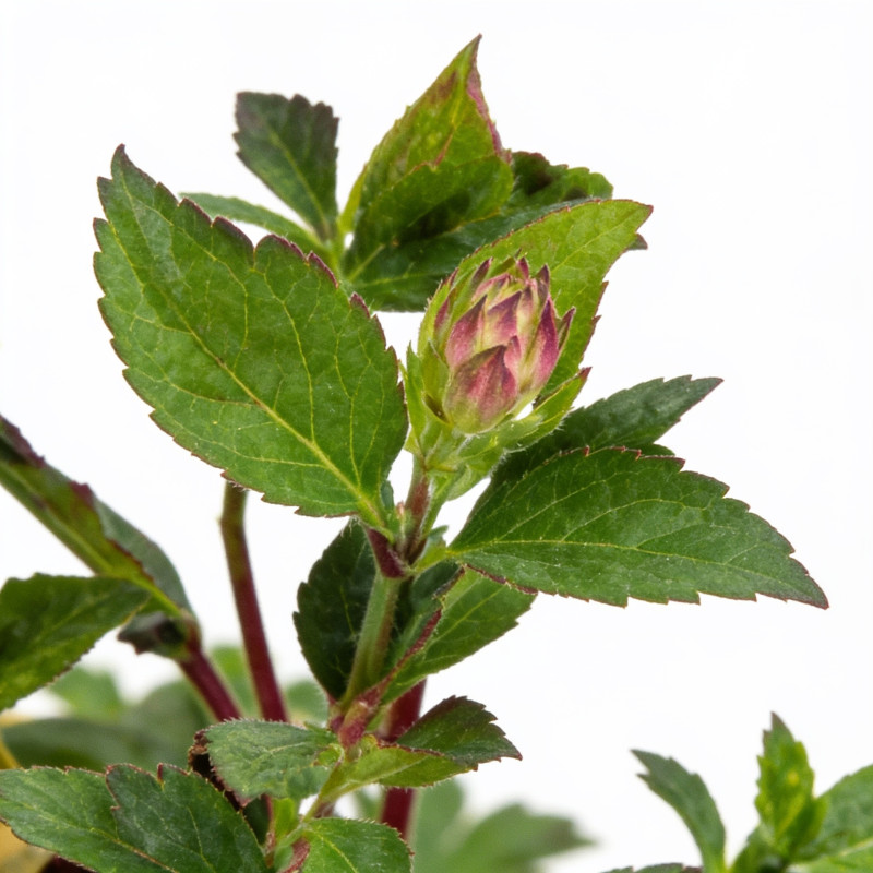 Astrance major Rubra 20cm Godet 9cm - Astrantia