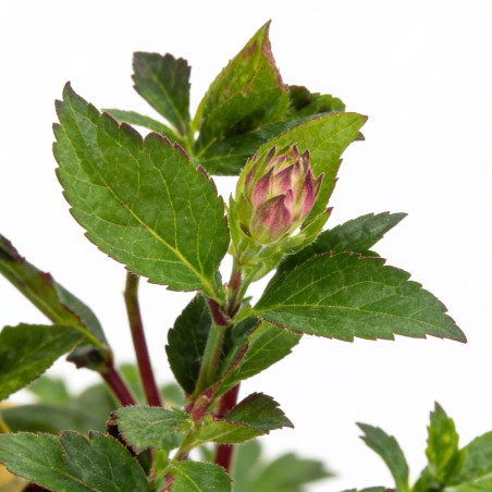 Astrance major Rubra 20cm Godet 9cm - Astrantia