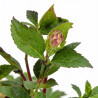 Astrance major Rubra 20cm Godet 9cm - Astrantia
