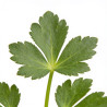 Astrance major Roma 20cm Godet 9cm - Astrantia