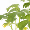 Astrance Buckland 20cm Godet 9cm - Astrantia