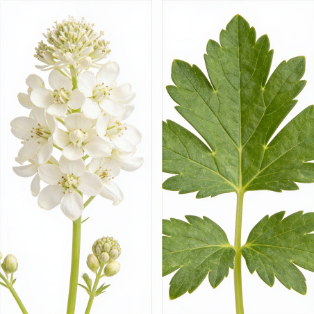 Astrance major Alba 20cm Godet 9cm - Astrantia
