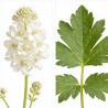 Astrance major Alba 20cm Godet 9cm - Astrantia
