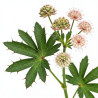 Astrance major 20cm Godet 9cm - Astrantia