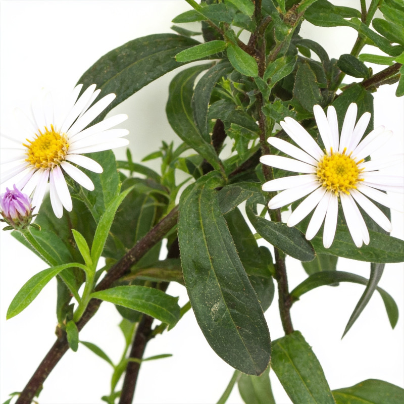 Aster pyrenaeus Lutetia 20cm Godet 9cm - Aster