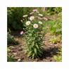 Aster pyrenaeus Lutetia 20cm Godet 9cm - Aster