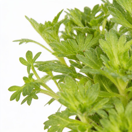 Saxifrage Schneeteppich 20cm Godet 9cm - Saxifraga