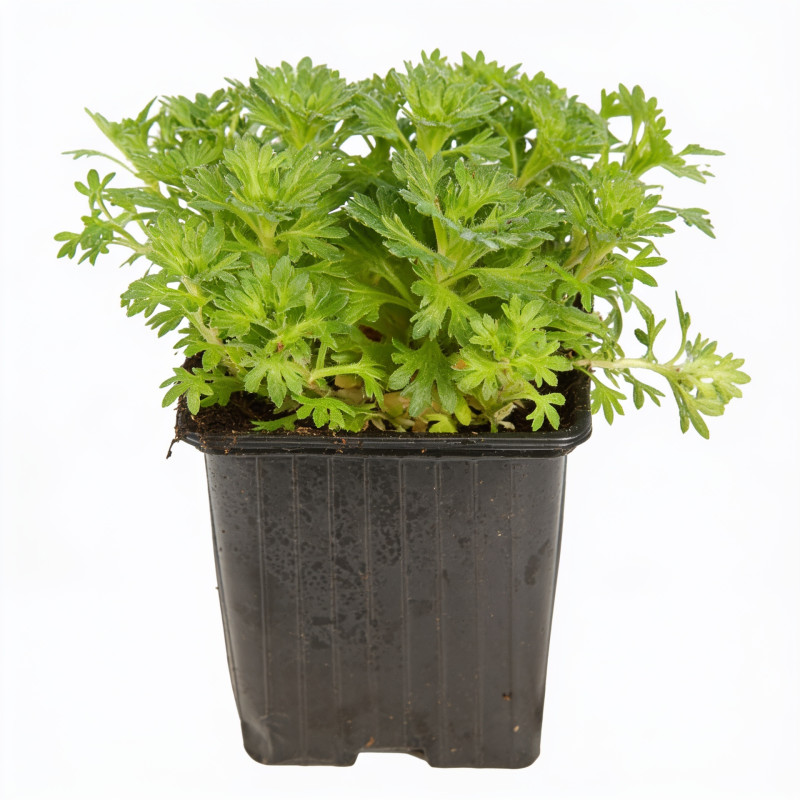 Saxifrage Schneeteppich 20cm Godet 9cm - Saxifraga