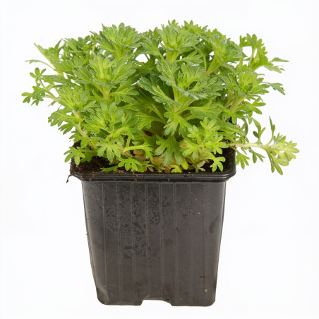 Saxifrage Schneeteppich 20cm Godet 9cm - Saxifraga