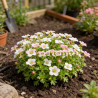 Saxifrage Schneeteppich 20cm Godet 9cm - Saxifraga