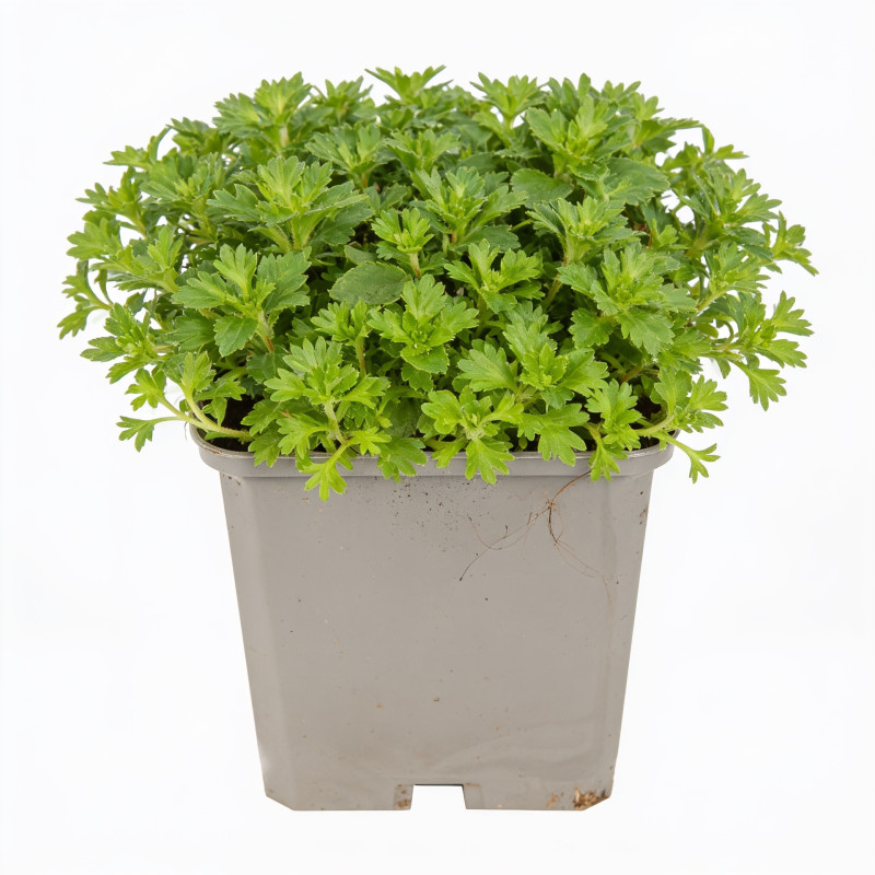 Saxifrage Blütenteppich 20cm Godet 9cm - Saxifraga