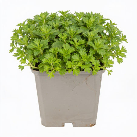 Saxifrage Blütenteppich 20cm Godet 9cm - Saxifraga