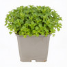 Saxifrage Blütenteppich 20cm Godet 9cm - Saxifraga