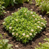 Saxifrage Blütenteppich 20cm Godet 9cm - Saxifraga