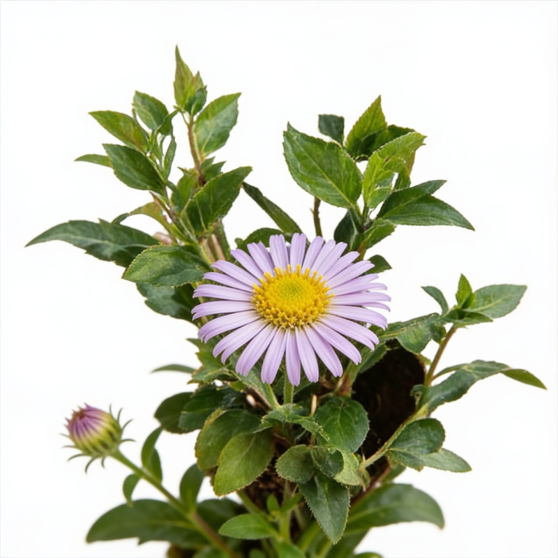 Aster xfrikartii Mönch 20cm Godet 9cm - Aster