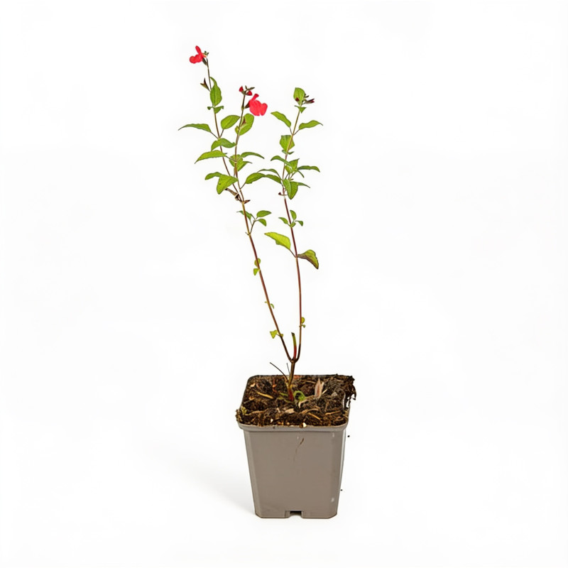 Sauge microphylla 20cm Godet 9cm - Salvia