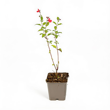 Sauge microphylla 20cm Godet 9cm - Salvia