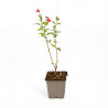 Sauge microphylla 20cm Godet 9cm - Salvia