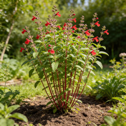 Sauge microphylla 20cm Godet 9cm - Salvia
